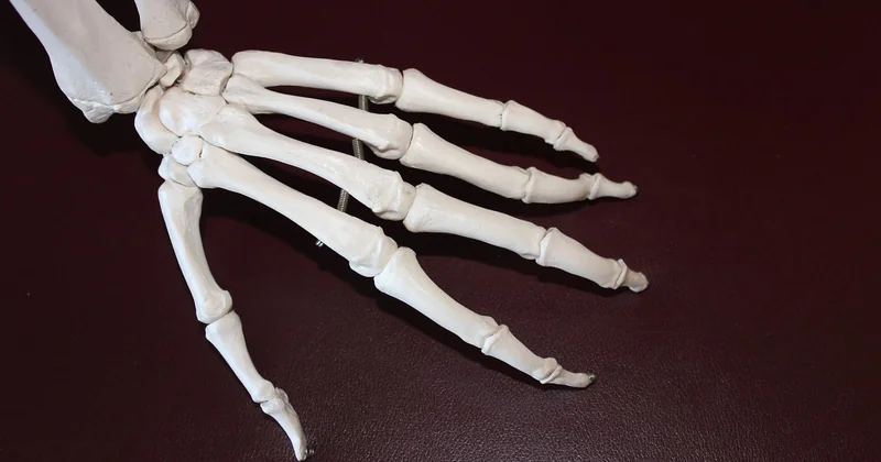 Eine Anatomie, die nachdenklich macht