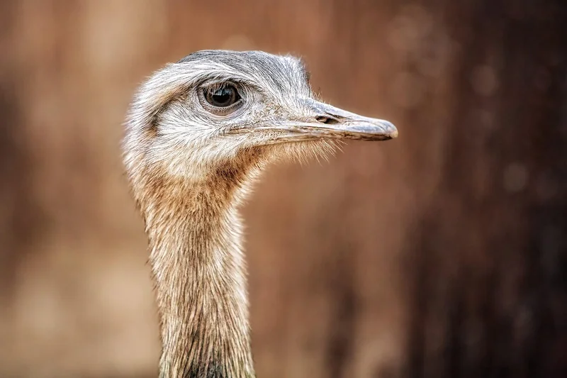 Warum heißt es Rhea und nicht Kybele?