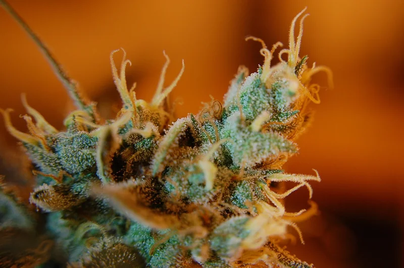 Trichome in der Forschung und Landwirtschaft