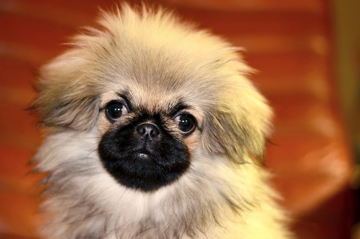 Zecke beim Hund entfernen: die Technik Schritt für Schritt
