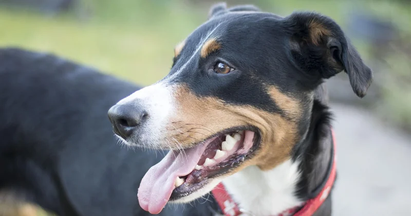 Dürfen Hunde Kichererbsen-Reiswaffeln essen?