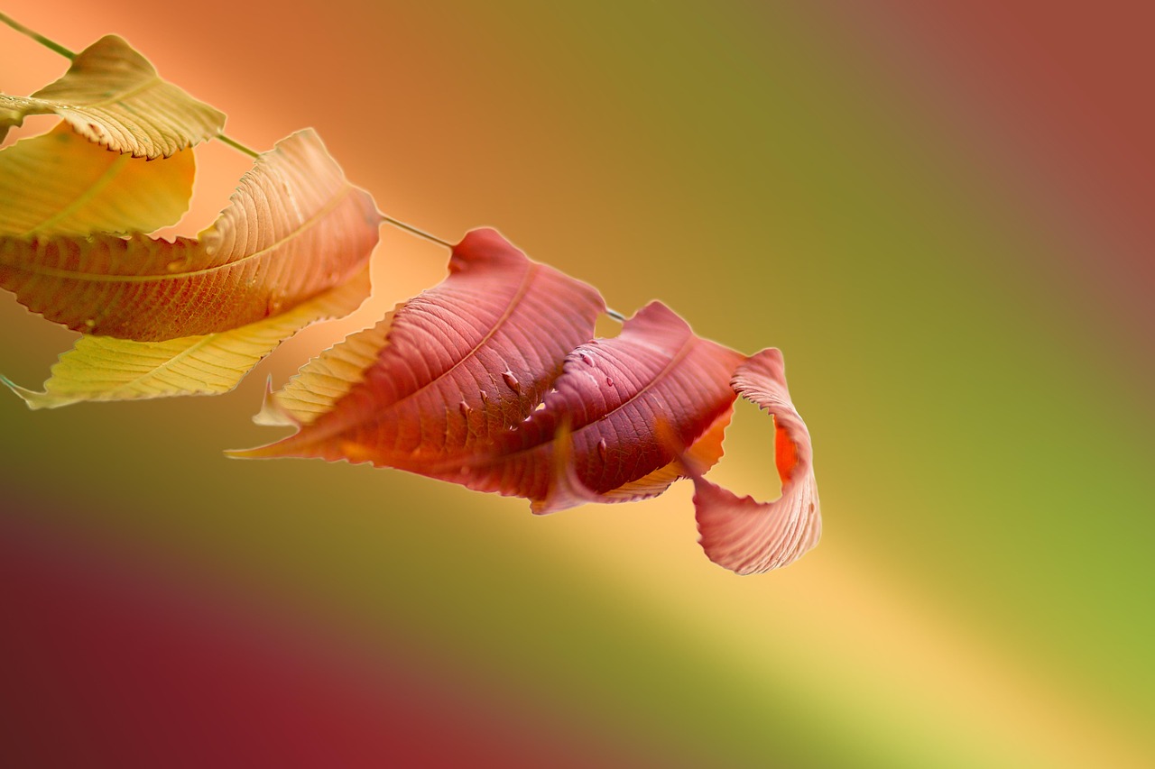 entdecken sie die vielseitigen verwendungsmöglichkeiten von essig in küche und haushalt. erfahren sie mehr über die verschiedenen essigsorten, ihre gesundheitlichen vorteile und tipps zur richtigen lagerung.